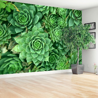 Papier peint decoratif Sedum vert