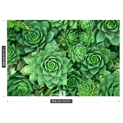 Papier peint decoratif Sedum vert