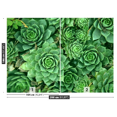 Papier peint decoratif Sedum vert