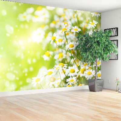 Papier peint decoratif Camomille