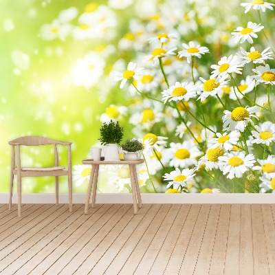 Papier peint decoratif Camomille