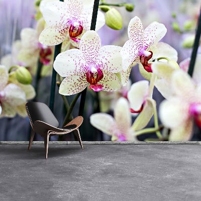 Papier peint decoratif Fleurs d'orchidée