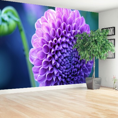 Papier peint decoratif Dahlia violet