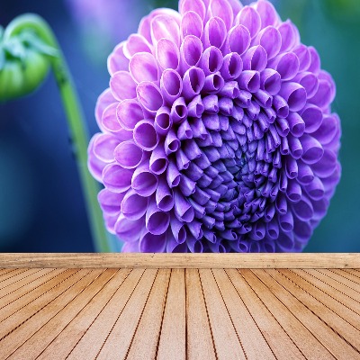 Papier peint decoratif Dahlia violet