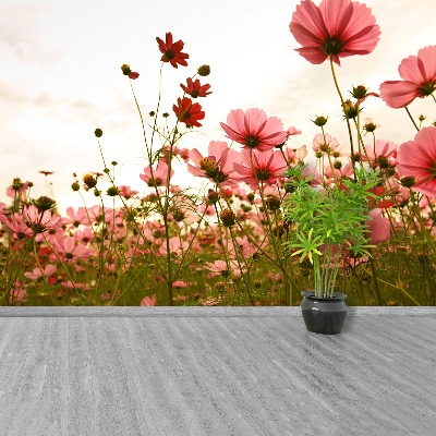 Papier peint photo Fleurs cosmos