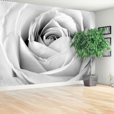 Papier peint decoratif Rose blanche