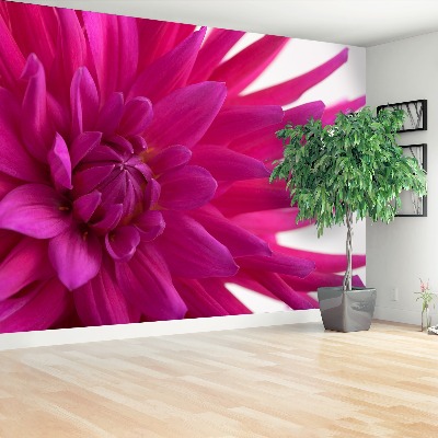 Papier peint decoratif Dahlia rose