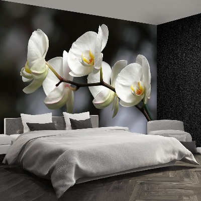 Papier peint decoratif Orchidée blanche