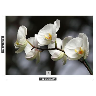 Papier peint decoratif Orchidée blanche