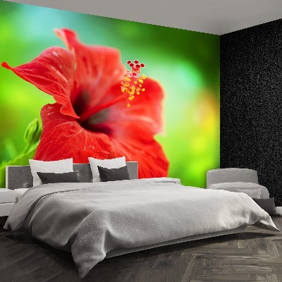 Papier peint decoratif Hibiscus rouge