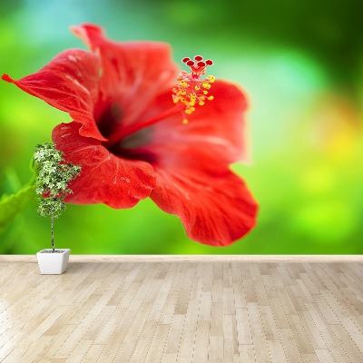 Papier peint decoratif Hibiscus rouge