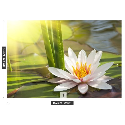 Papier peint decoratif Lotus et étang