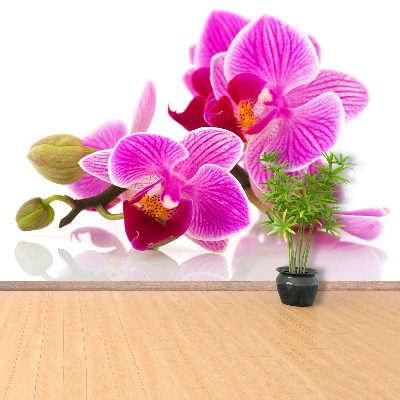 Papier peint decoratif Fleurs d'orchidées