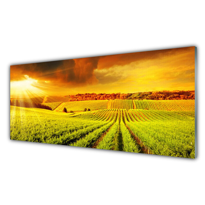 Tableaux sur verre acrylique Champ coucher du soleil paysage vert jaune