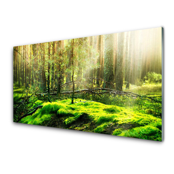 Tableaux sur verre acrylique Bryophyte forêt nature vert