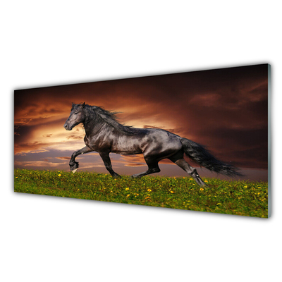 Tableaux sur verre acrylique Cheval noir prairie animaux noir vert rouge