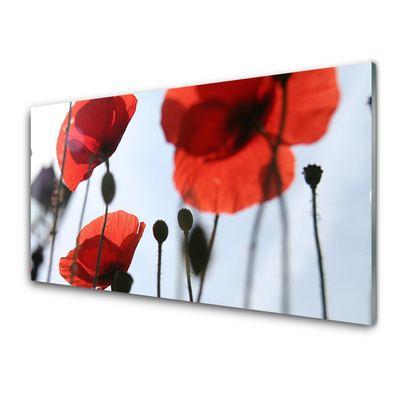Tableaux sur verre acrylique Coquelicots floral rouge noir