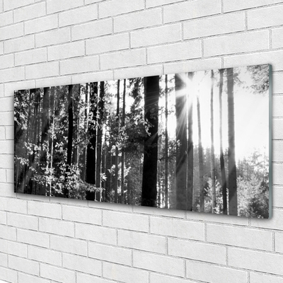 Tableaux sur verre acrylique Forêt nature gris