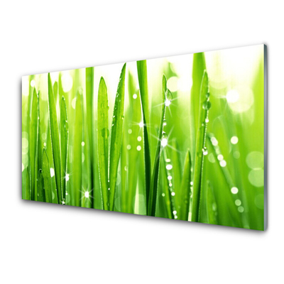 Tableaux sur verre acrylique Herbe floral vert