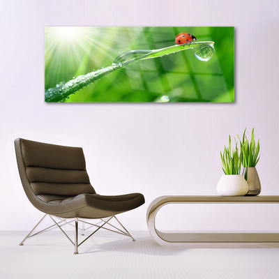 Tableaux sur verre acrylique Herbe soleil coccinelle nature vert blanc rouge noir