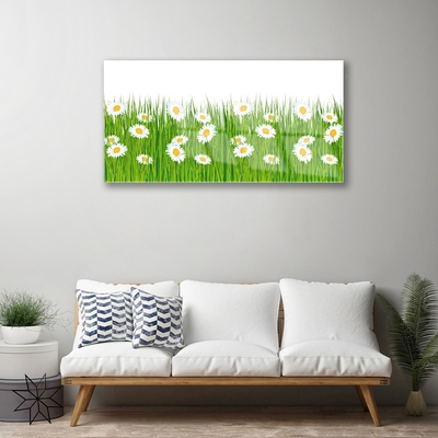 Tableaux sur verre acrylique Herbe marguerite nature vert blanc jaune