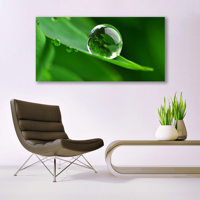 Tableaux sur verre acrylique Feuille goutte d'eau floral vert