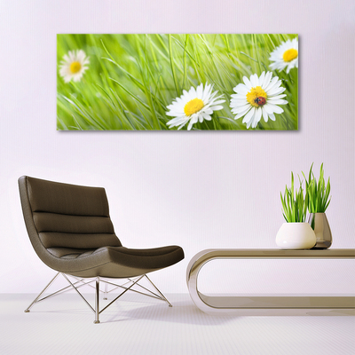 Tableaux sur verre acrylique Marguerite herbe nature blanc vert