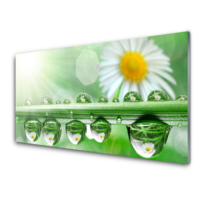 Tableaux sur verre acrylique Rosée feuille marguerite nature vert blanc jaune