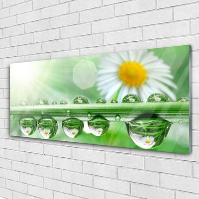 Tableaux sur verre acrylique Rosée feuille marguerite nature vert blanc jaune