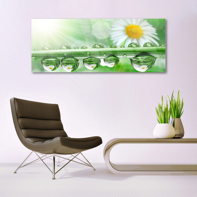 Tableaux sur verre acrylique Rosée feuille marguerite nature vert blanc jaune