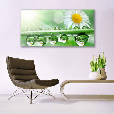 Tableaux sur verre acrylique Rosée feuille marguerite nature vert blanc jaune