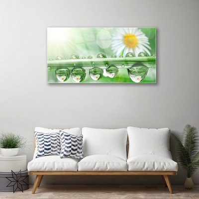 Tableaux sur verre acrylique Rosée feuille marguerite nature vert blanc jaune