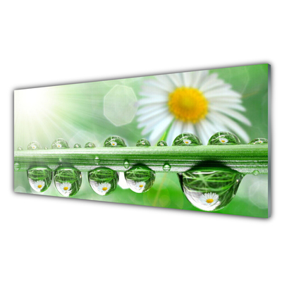 Tableaux sur verre acrylique Rosée feuille marguerite nature vert blanc jaune