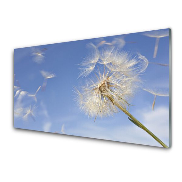 Tableaux sur verre acrylique Pissenlit floral blanc bleu