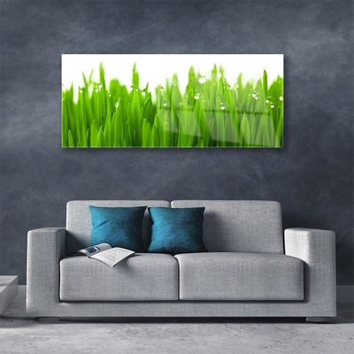 Tableaux sur verre acrylique Herbe nature vert