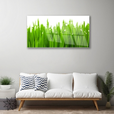 Tableaux sur verre acrylique Herbe nature vert