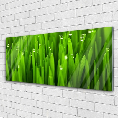 Tableaux sur verre acrylique Herbe nature vert