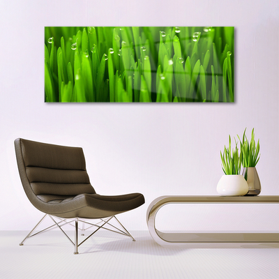 Tableaux sur verre acrylique Herbe nature vert