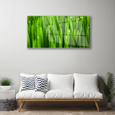 Tableaux sur verre acrylique Herbe nature vert