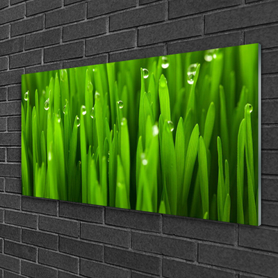 Tableaux sur verre acrylique Herbe nature vert