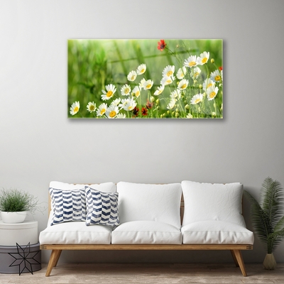 Image sur verre acrylique Marguerite nature jaune blanc