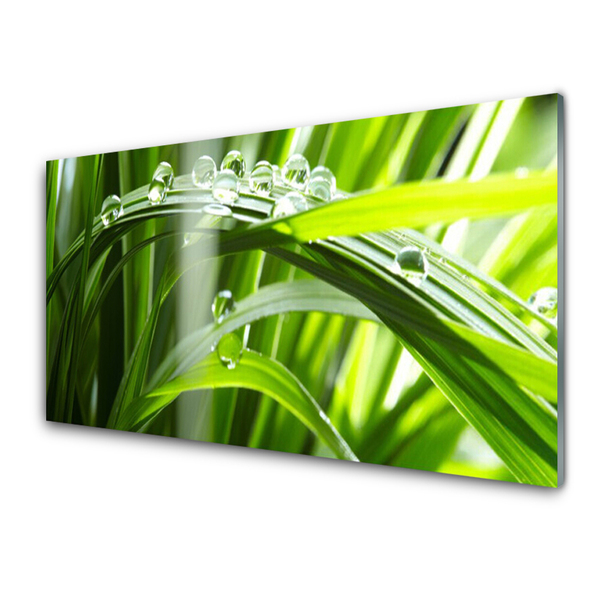 Image sur verre acrylique Herbe rosée floral vert