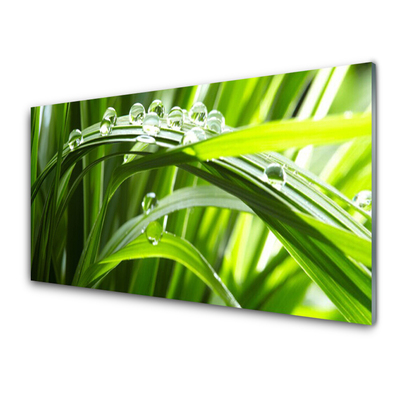 Image sur verre acrylique Herbe gouttes d'eau nature vert