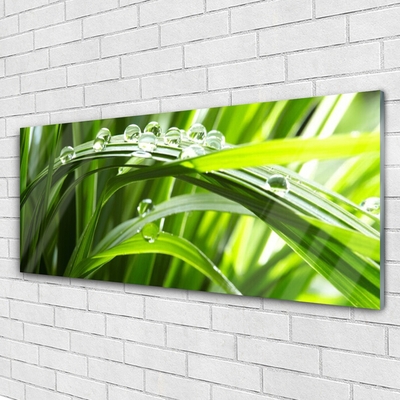 Image sur verre acrylique Herbe gouttes d'eau nature vert