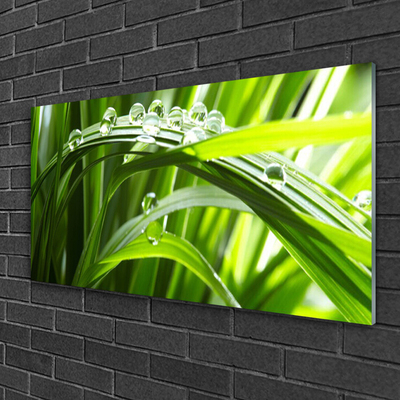 Image sur verre acrylique Herbe gouttes d'eau nature vert