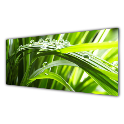 Image sur verre acrylique Herbe gouttes d'eau nature vert