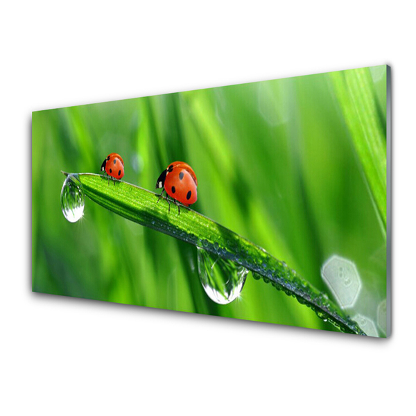 Image sur verre acrylique Coccinelle feuille floral vert rouge noir