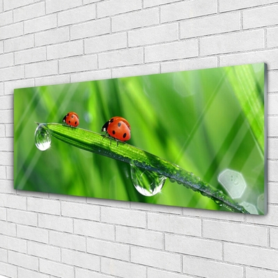 Image sur verre acrylique Coccinelle feuille floral vert rouge noir