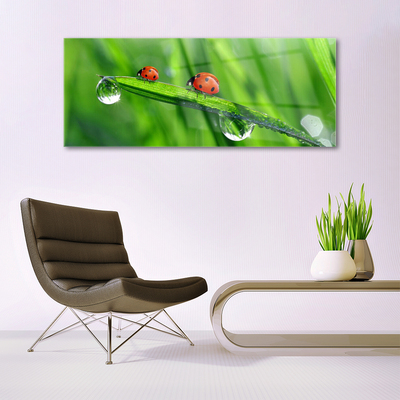 Image sur verre acrylique Coccinelle feuille floral vert rouge noir