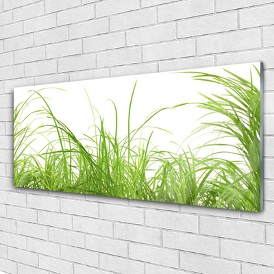 Image sur verre acrylique Herbe nature vert